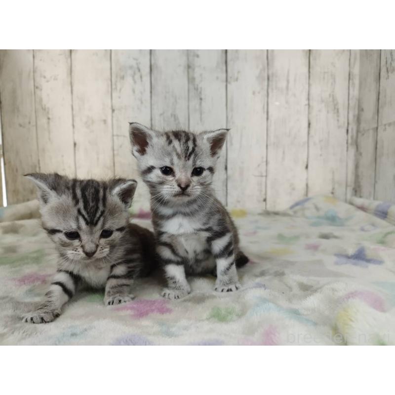 販売中の三重県のアメリカンショートヘア-137182の3枚目