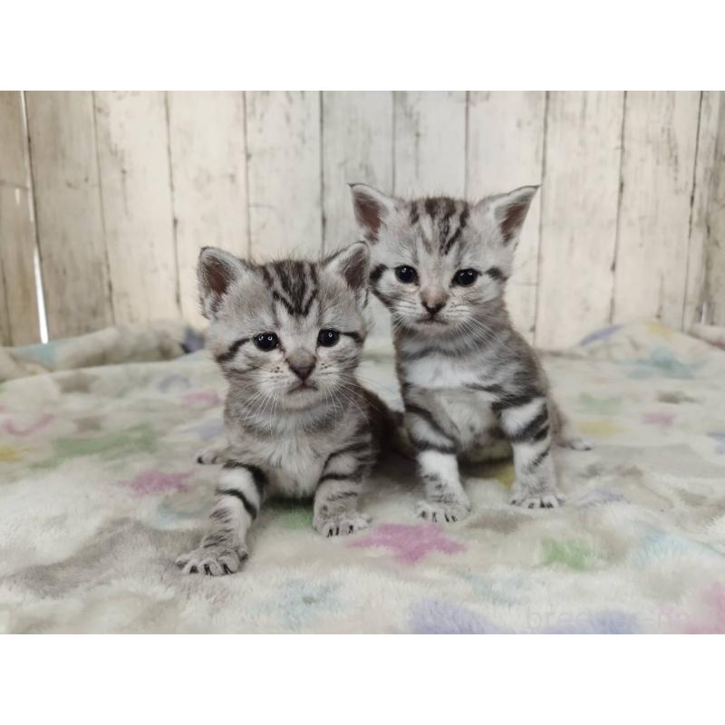 販売中の三重県のアメリカンショートヘア-137182の2枚目