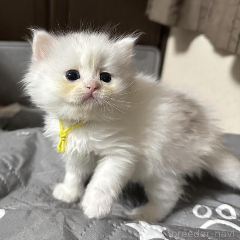 販売中の千葉県のペルシャ(チンチラ)-137183の5枚目