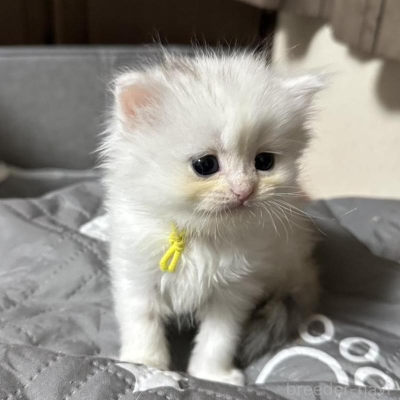 販売中の千葉県のペルシャ(チンチラ)-137183の4枚目