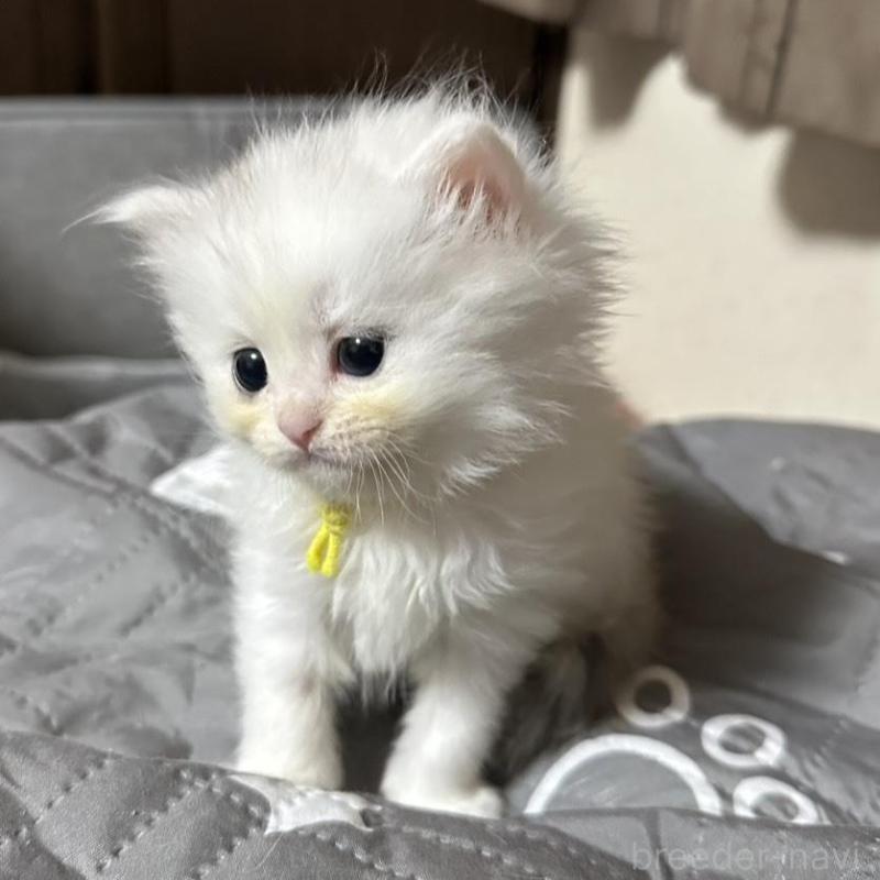 販売中の千葉県のペルシャ(チンチラ)-137183の3枚目