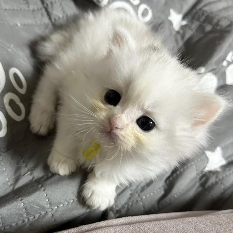 販売中の千葉県のペルシャ(チンチラ)-137183の2枚目