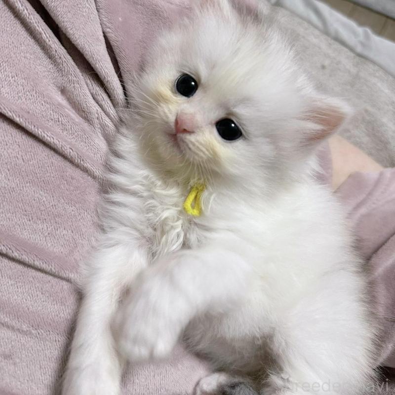 販売中の千葉県のペルシャ(チンチラ)-137183