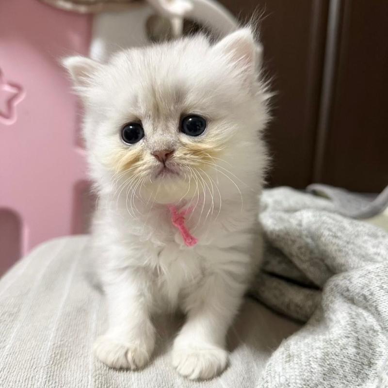 販売中の千葉県のペルシャ-137185の9枚目