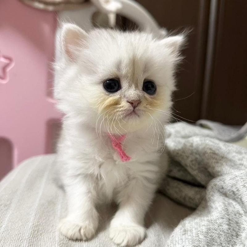 販売中の千葉県のペルシャ-137185の8枚目