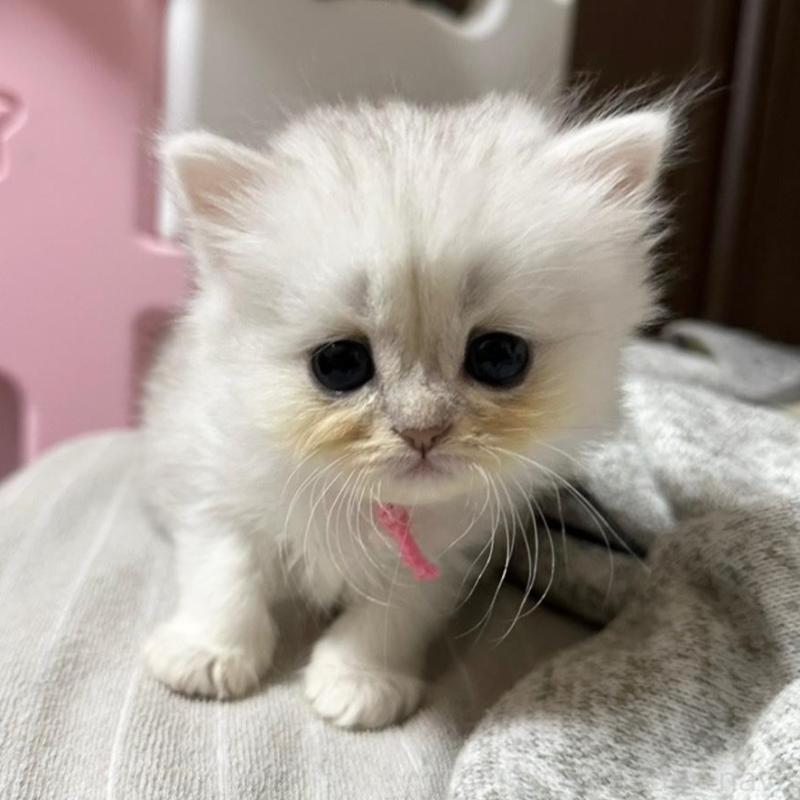 販売中の千葉県のペルシャ-137185の7枚目