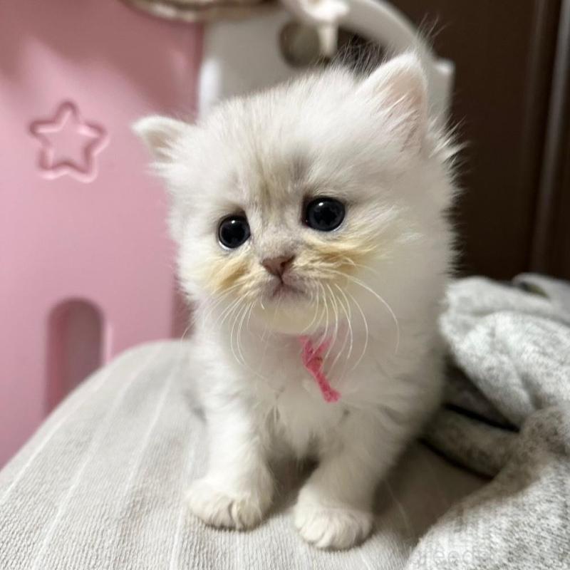 販売中の千葉県のペルシャ-137185の6枚目