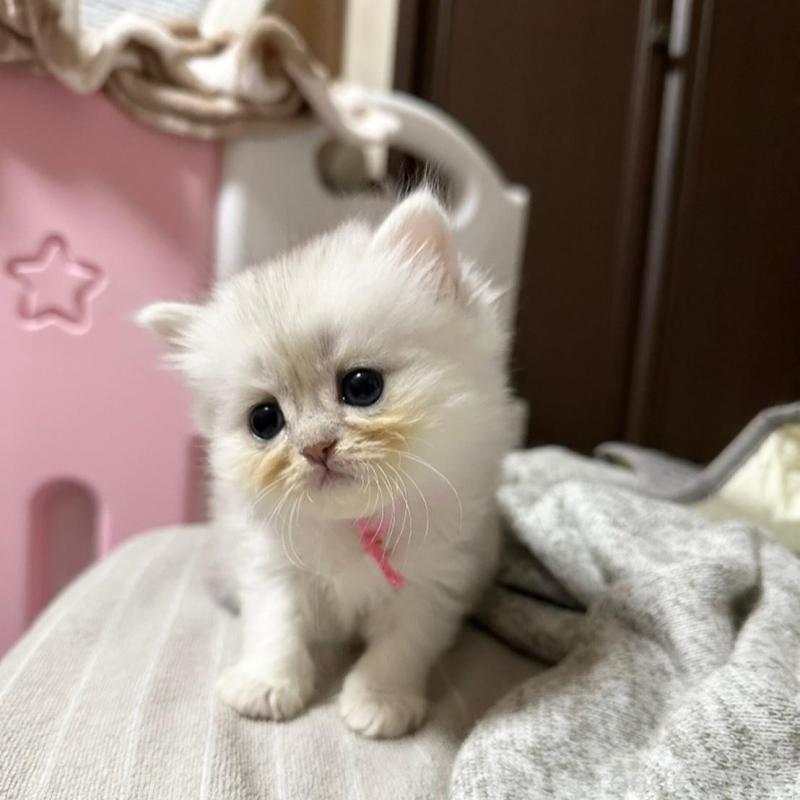 販売中の千葉県のペルシャ-137185の3枚目