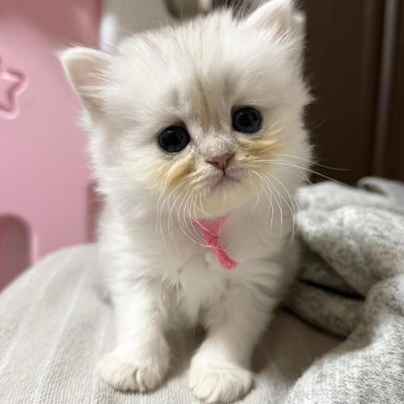 販売中の千葉県のペルシャ-137185の2枚目