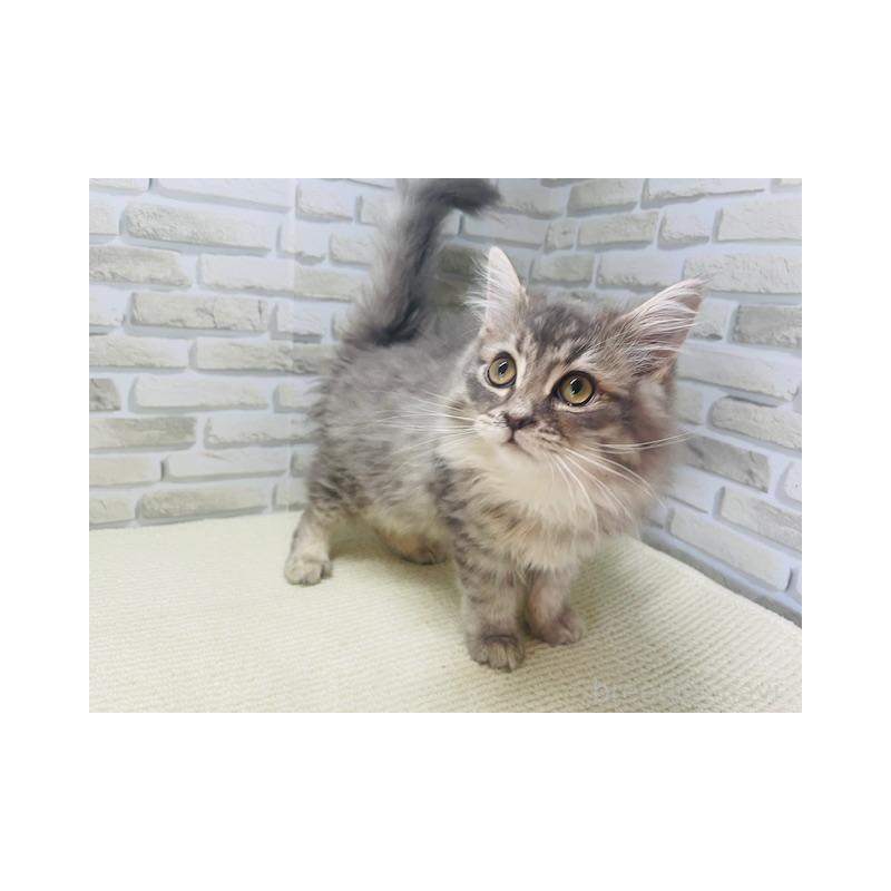 販売中の埼玉県のスコティッシュフォールド-137186の3枚目