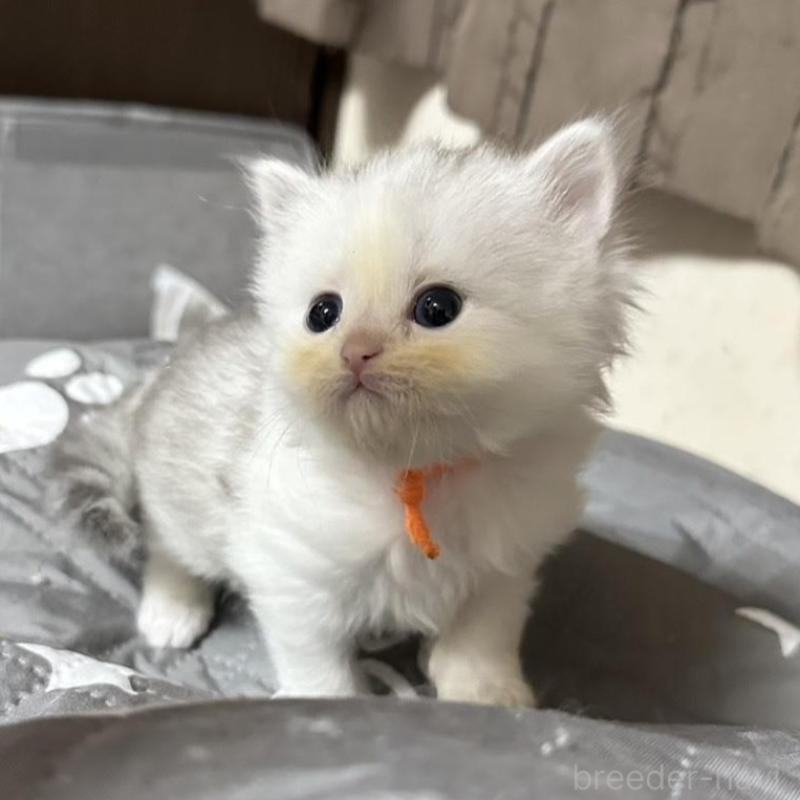 販売中の千葉県のペルシャ(チンチラ)-137187の8枚目