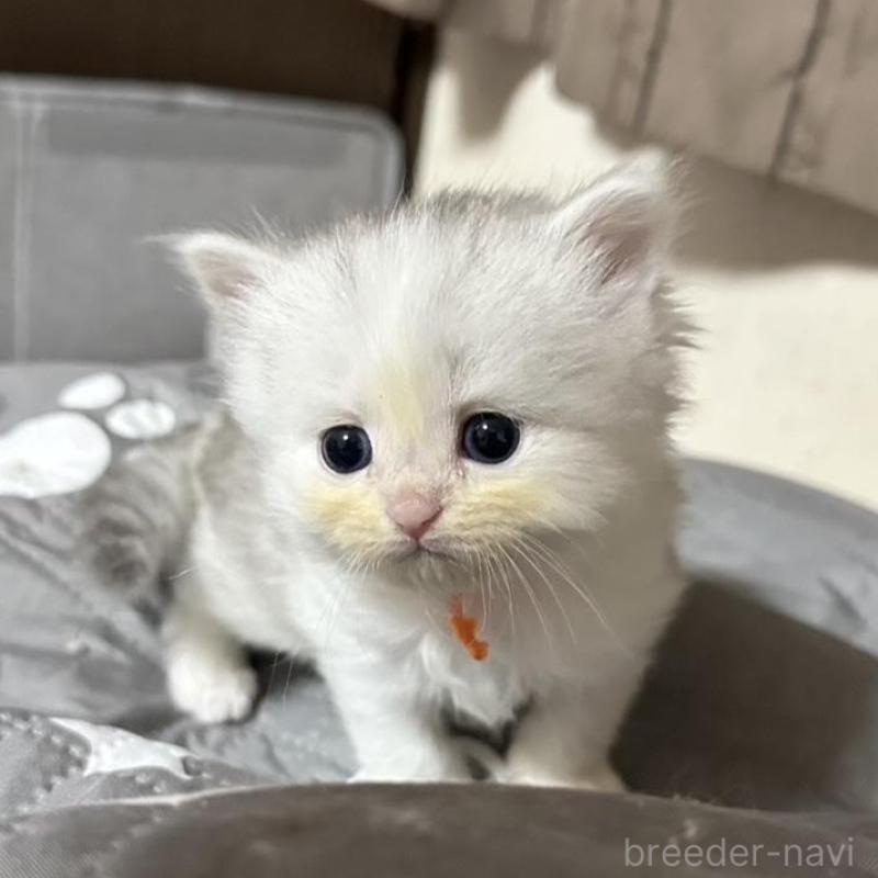 販売中の千葉県のペルシャ(チンチラ)-137187の7枚目