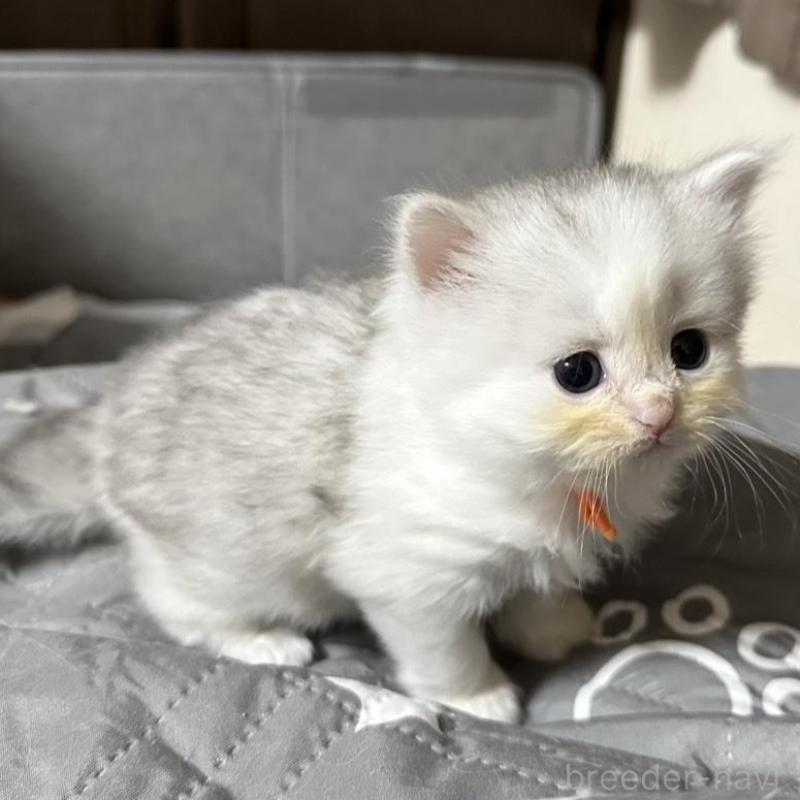 販売中の千葉県のペルシャ(チンチラ)-137187の6枚目