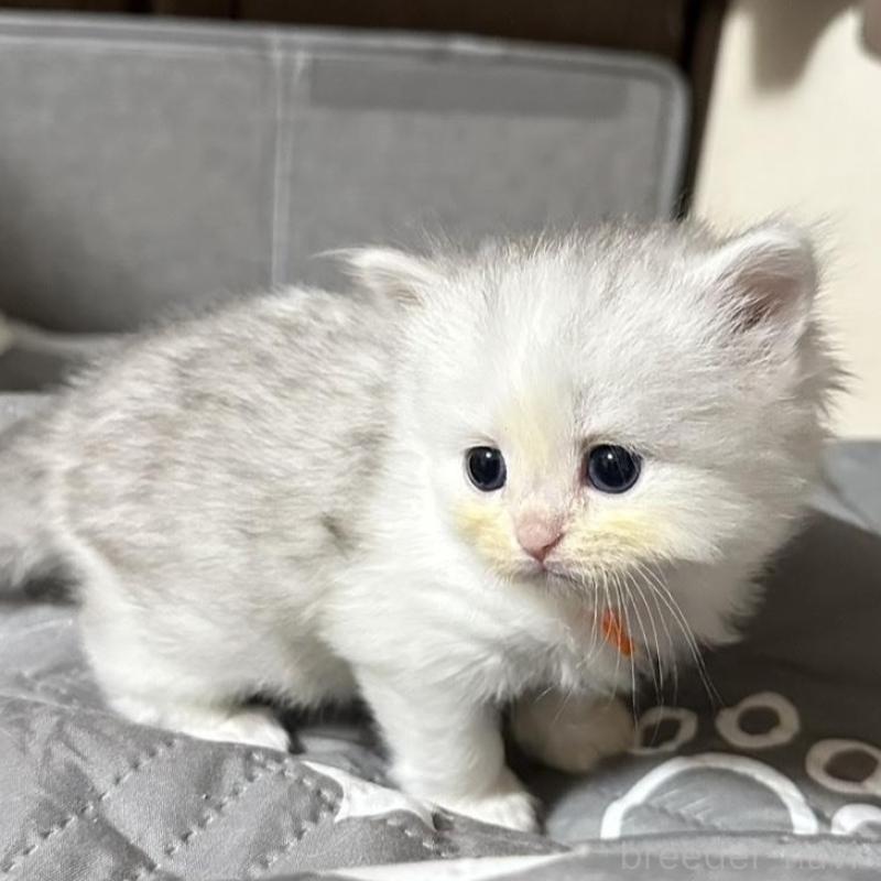 販売中の千葉県のペルシャ(チンチラ)-137187の5枚目