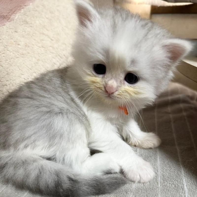 販売中の千葉県のペルシャ(チンチラ)-137187の4枚目