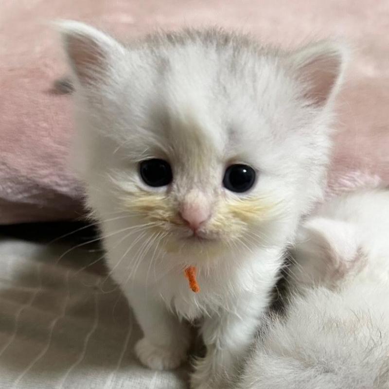 販売中の千葉県のペルシャ(チンチラ)-137187の1枚目