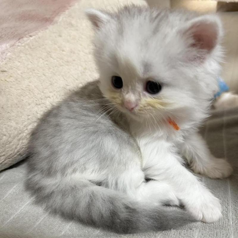 販売中の千葉県のペルシャ(チンチラ)-137187の3枚目