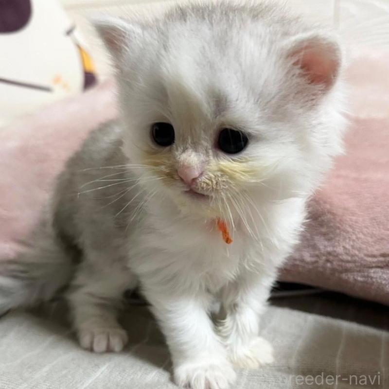 販売中の千葉県のペルシャ(チンチラ)-137187の2枚目