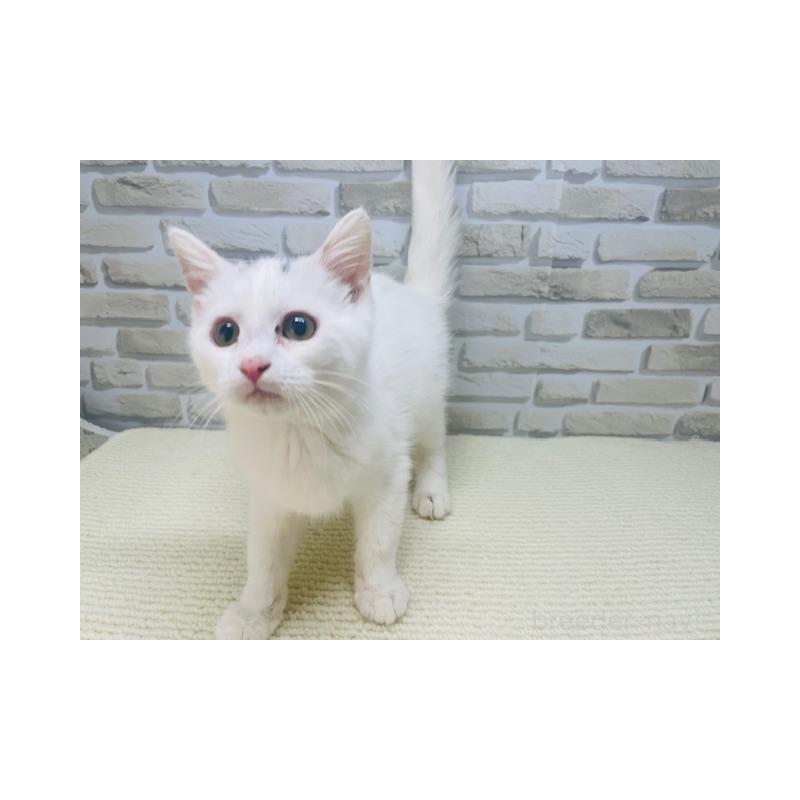 販売中の埼玉県のスコティッシュフォールド-137188の4枚目