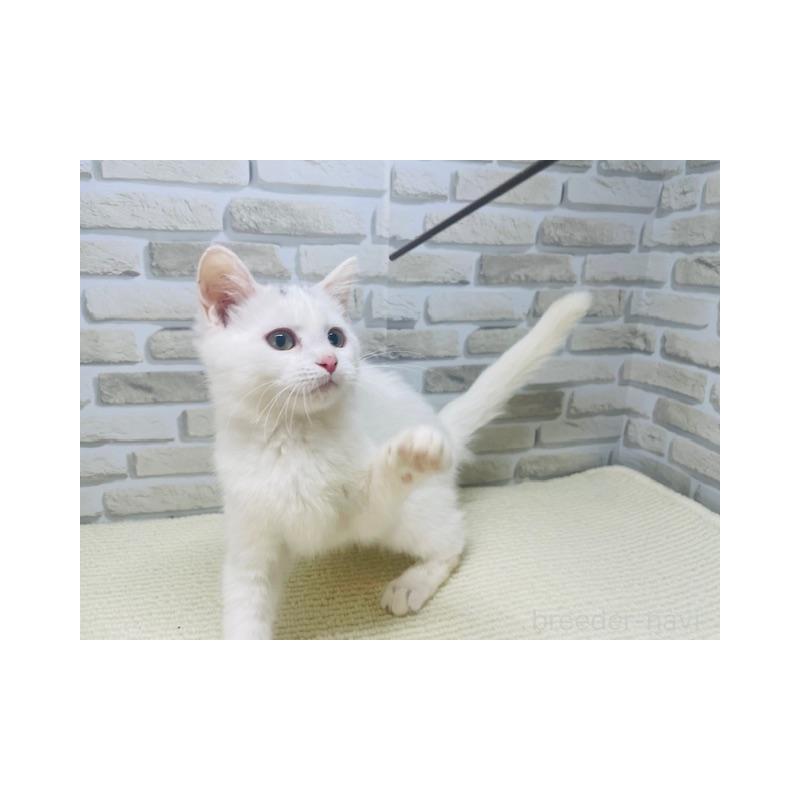 販売中の埼玉県のスコティッシュフォールド-137188の3枚目