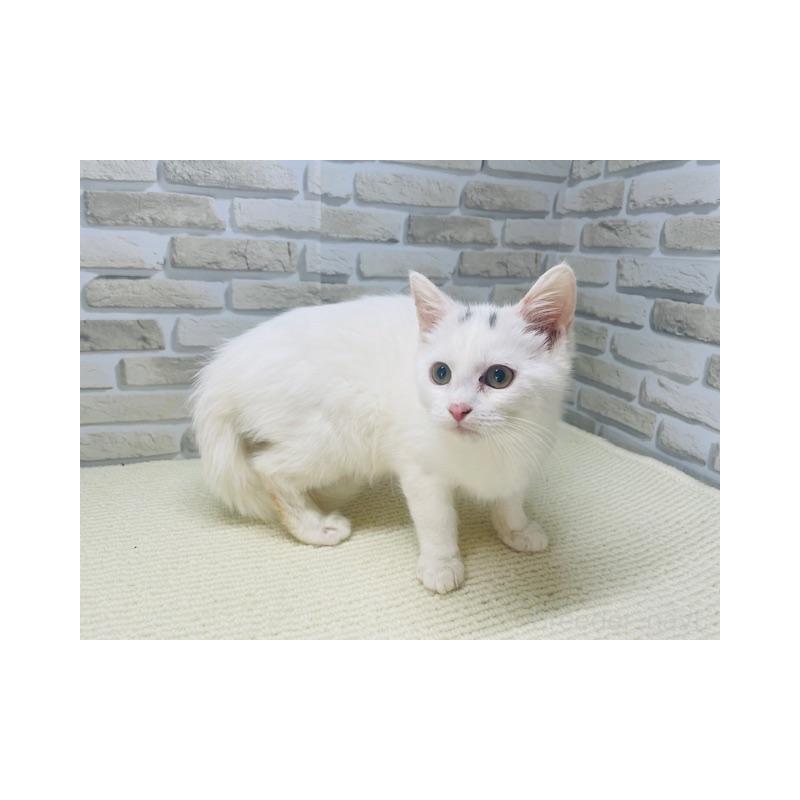 販売中の埼玉県のスコティッシュフォールド-137188の2枚目