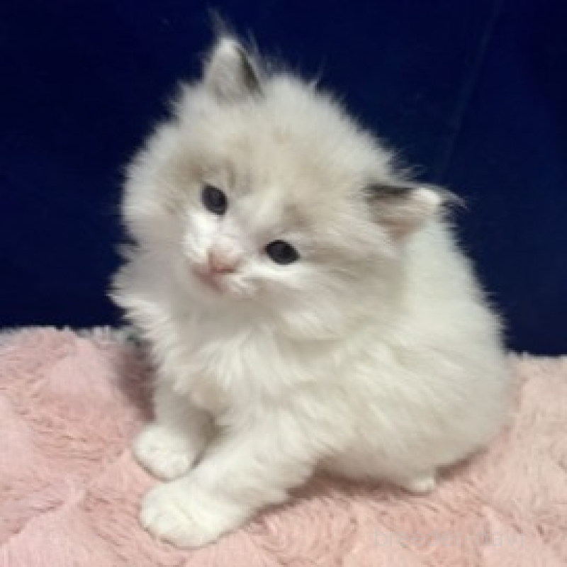 販売中の富山県のラグドール-137189の5枚目