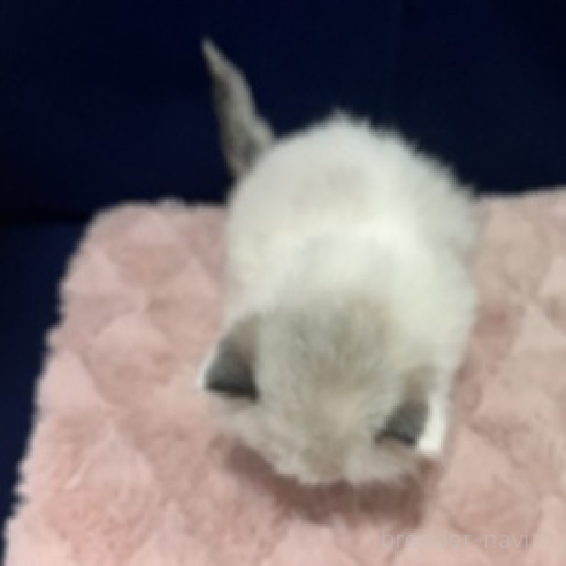 販売中の富山県のラグドール-137189の4枚目