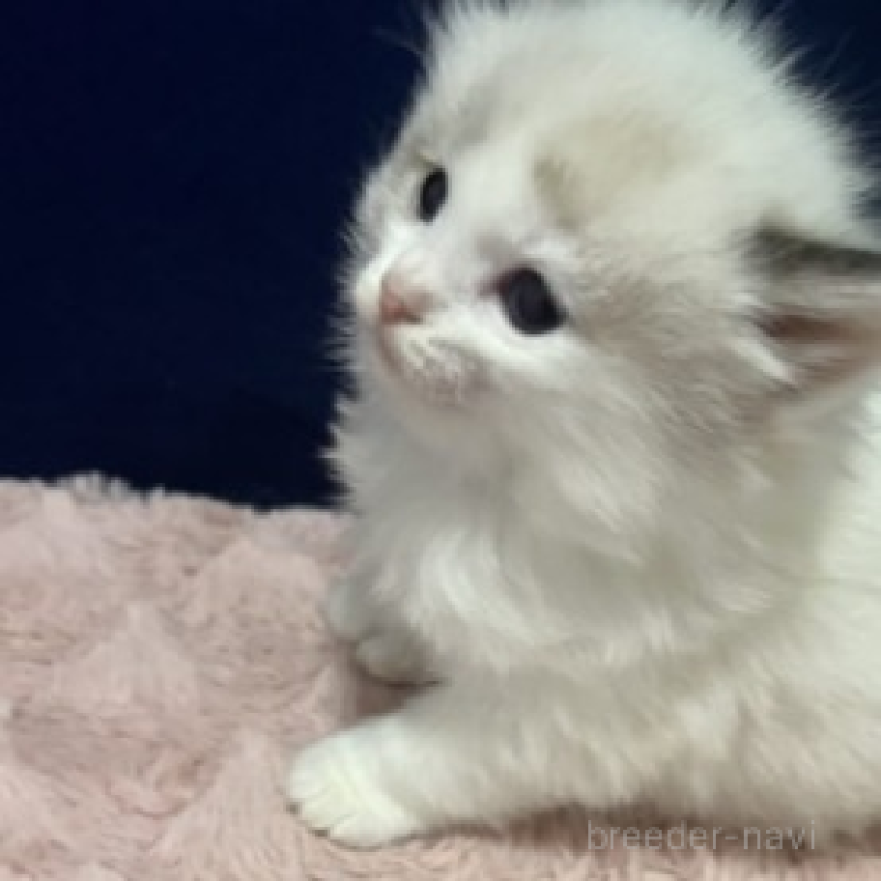 販売中の富山県のラグドール-137189の2枚目