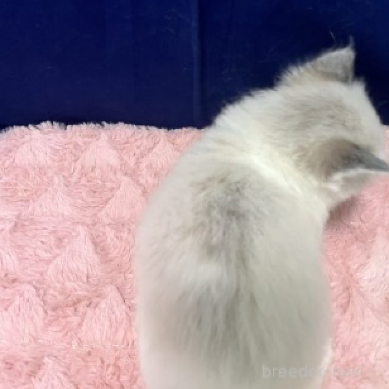 販売中の富山県のラグドール-137190の5枚目