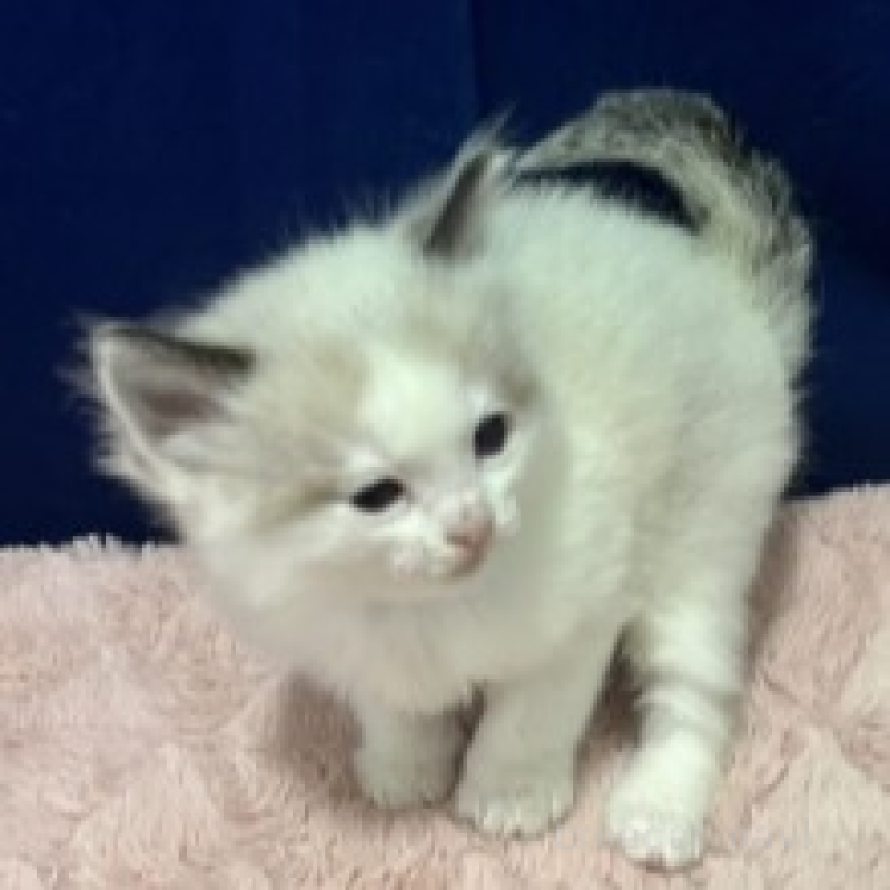 販売中の富山県のラグドール-137190の4枚目