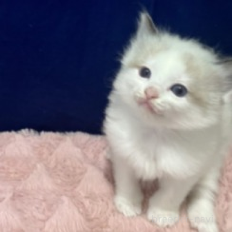 販売中の富山県のラグドール-137190の3枚目