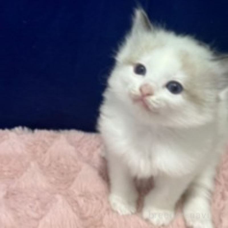 販売中の富山県のラグドール-137190の2枚目