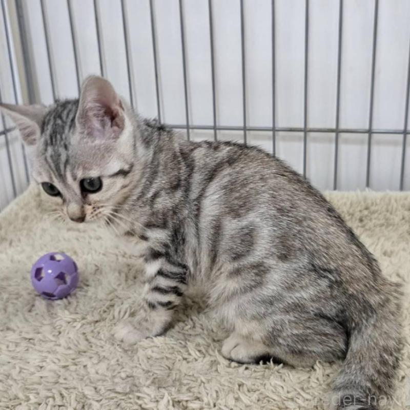 販売中の栃木県のベンガル-137191の7枚目