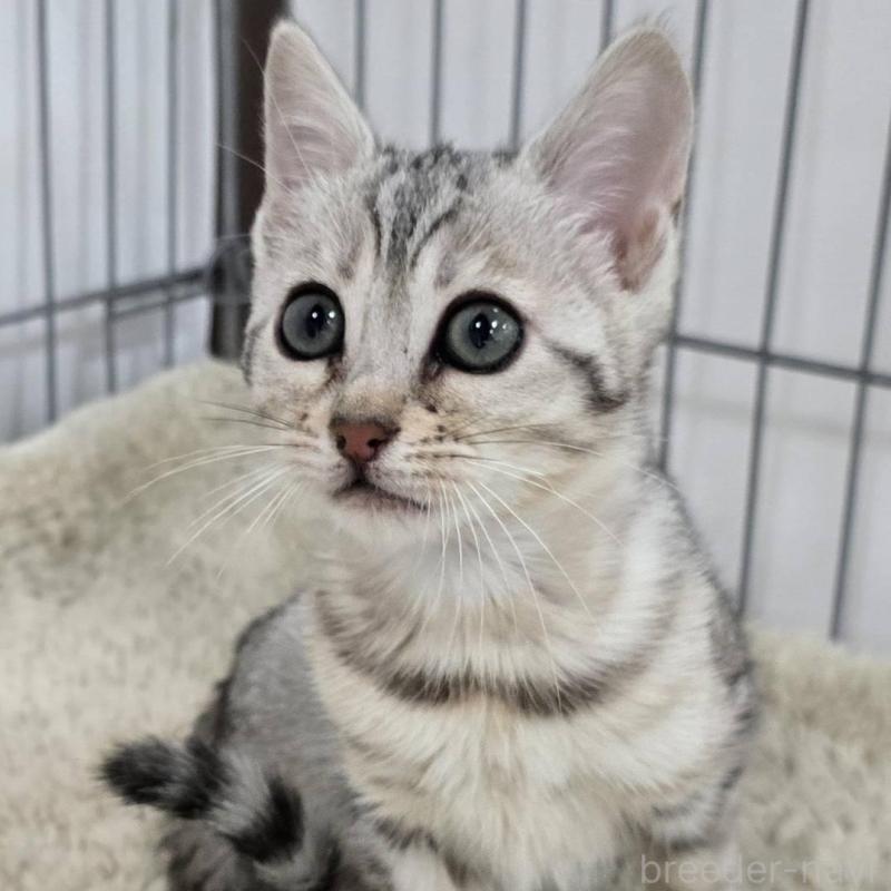 販売中の栃木県のベンガル-137191