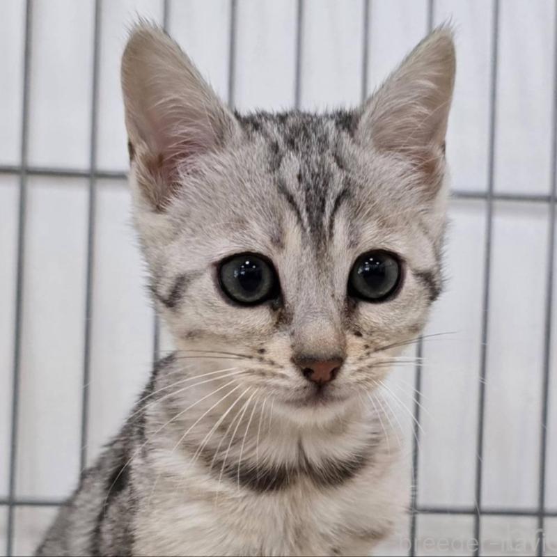 販売中の栃木県のベンガル-137191の5枚目