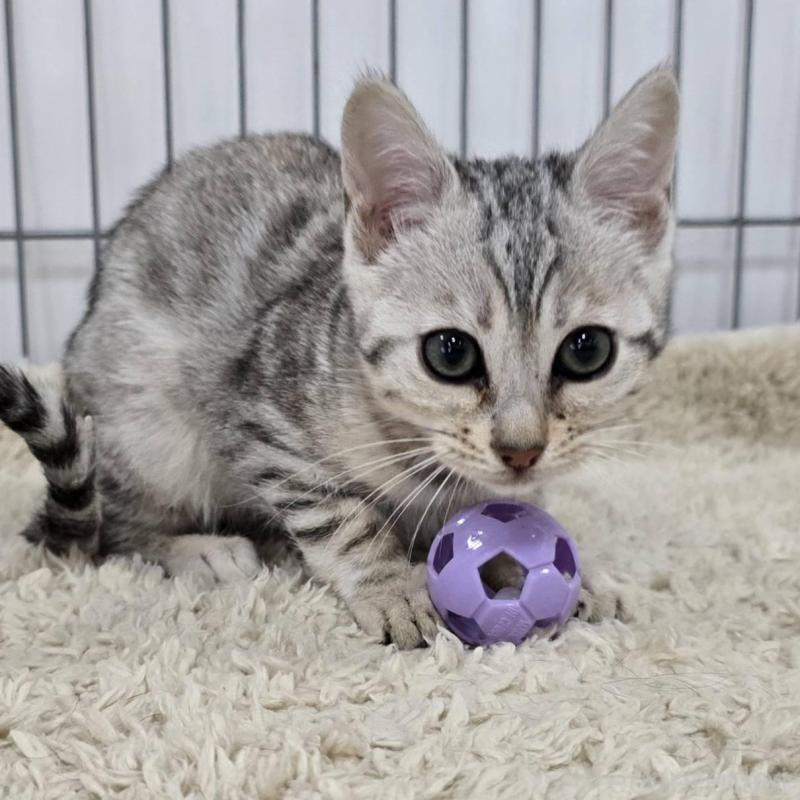 販売中の栃木県のベンガル-137191の4枚目