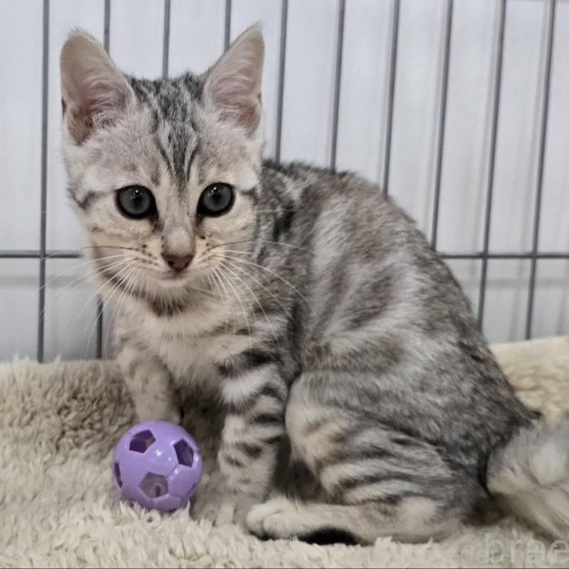 販売中の栃木県のベンガル-137191の3枚目