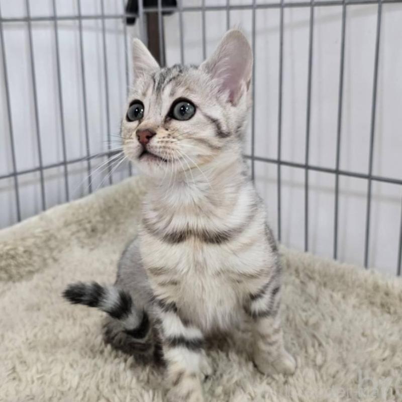 販売中の栃木県のベンガル-137191の2枚目