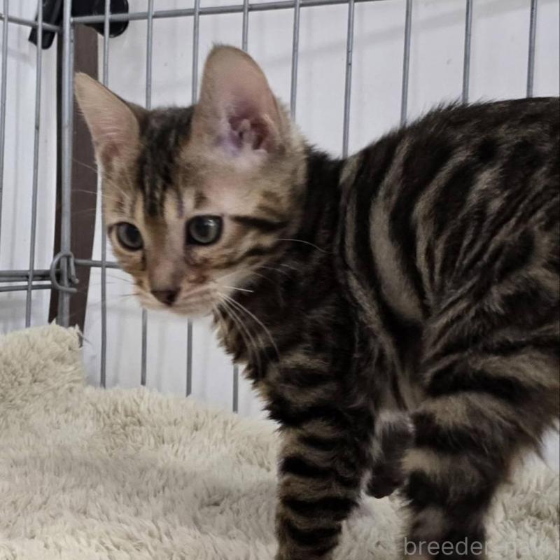 販売中の栃木県のベンガル-137192の7枚目