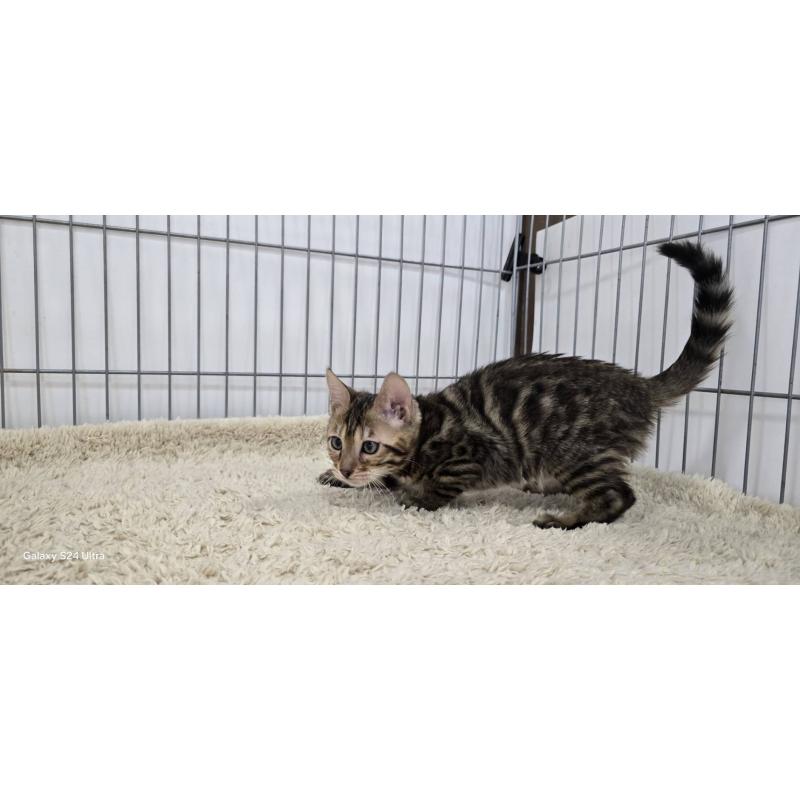 販売中の栃木県のベンガル-137192の6枚目