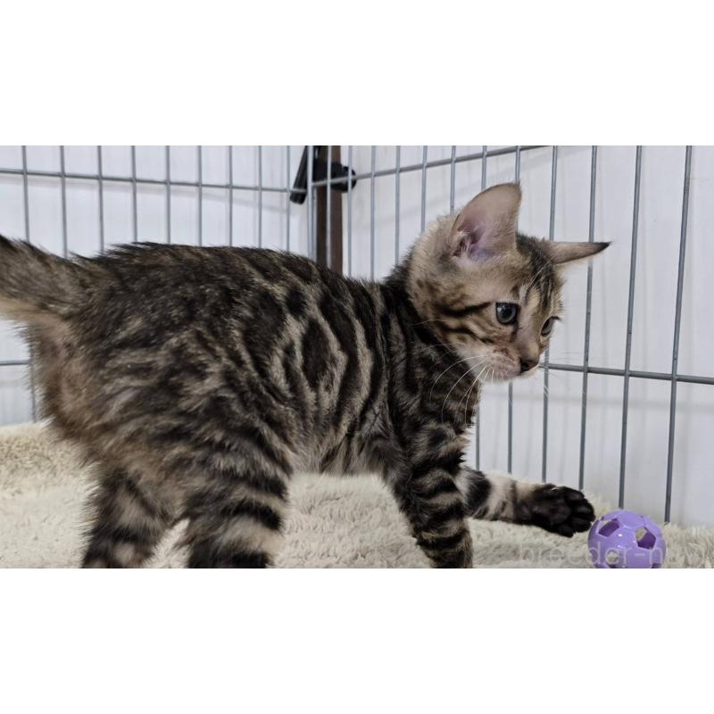 販売中の栃木県のベンガル-137192の5枚目