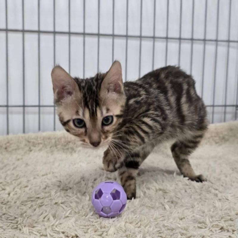 販売中の栃木県のベンガル-137192の4枚目