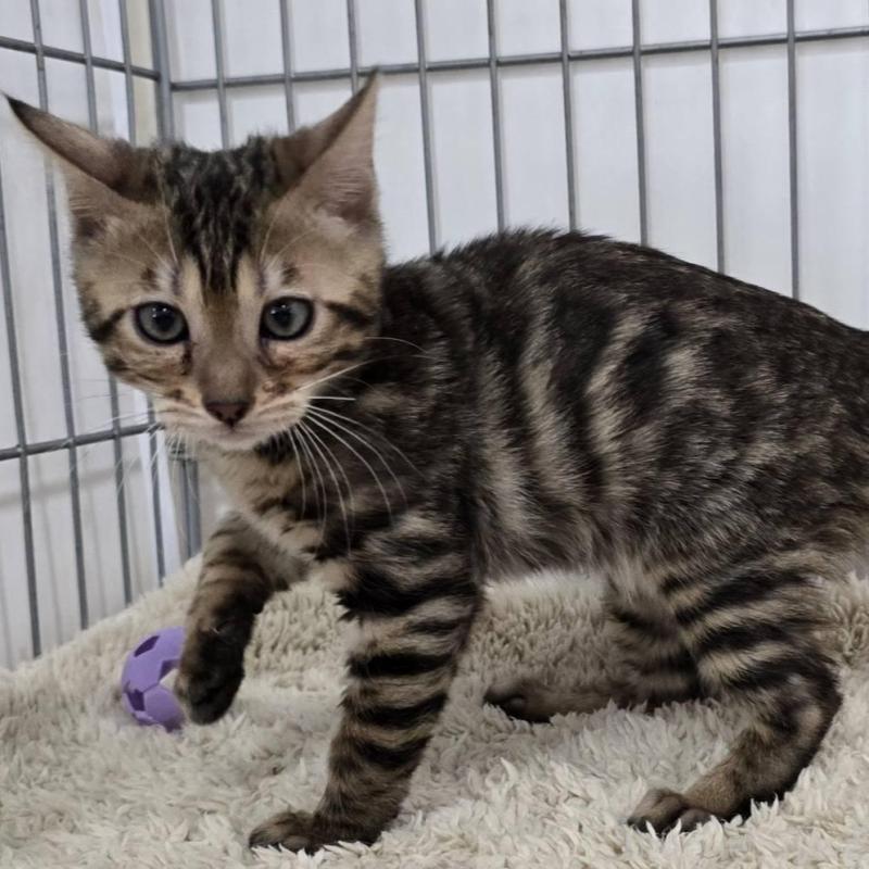 販売中の栃木県のベンガル-137192の2枚目