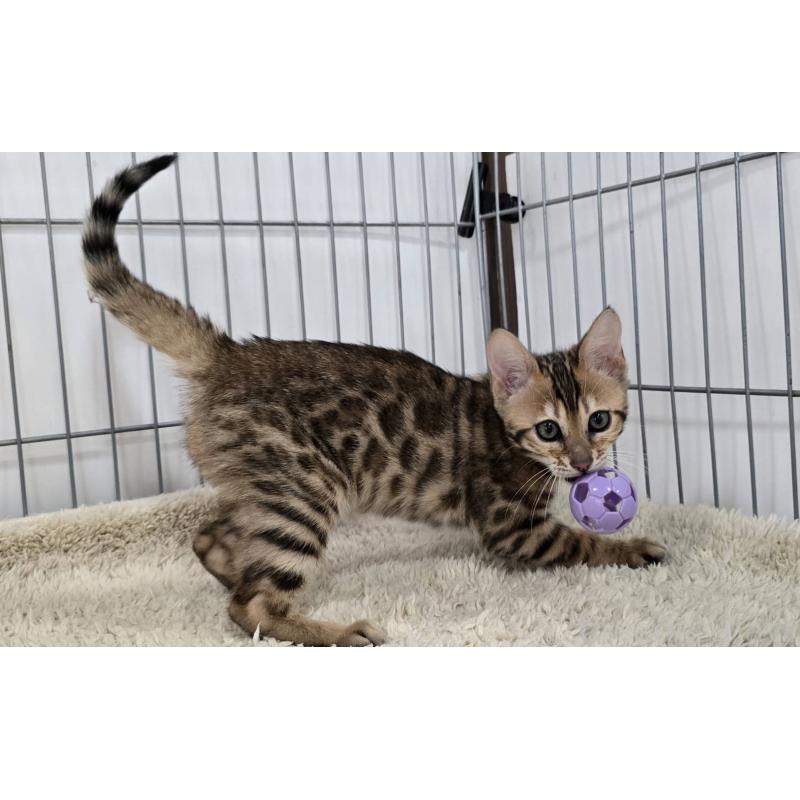 販売中の栃木県のベンガル-137194の9枚目