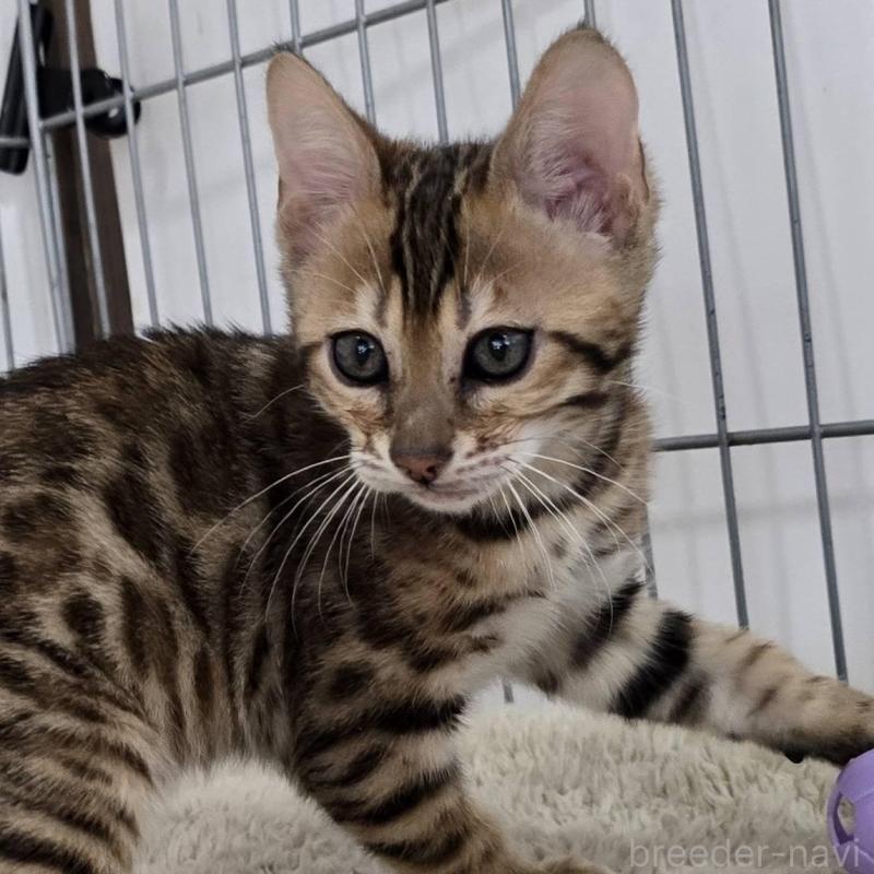 販売中の栃木県のベンガル-137194の1枚目