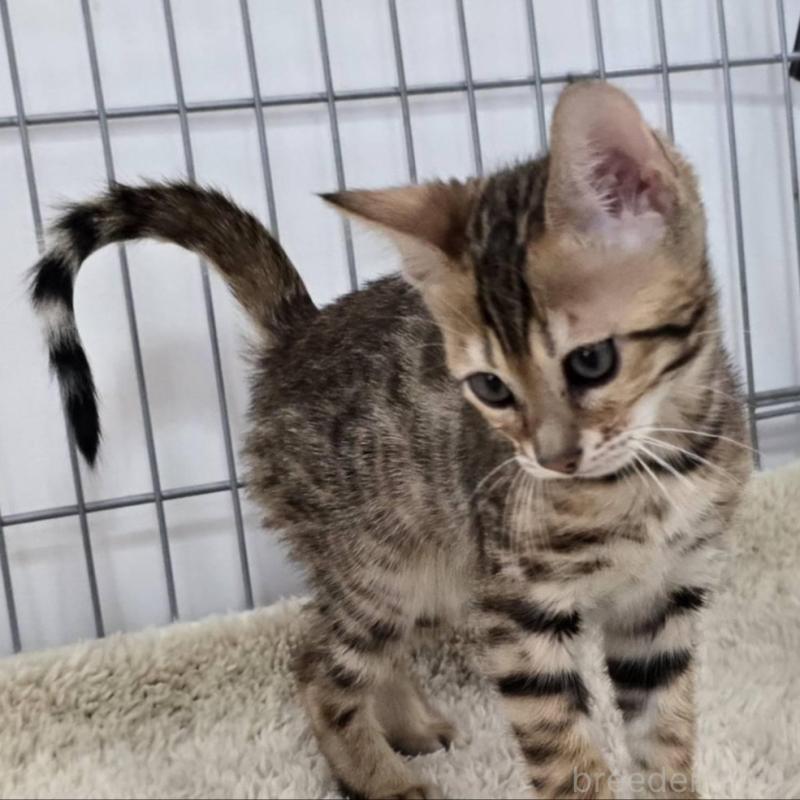 販売中の栃木県のベンガル-137194の6枚目