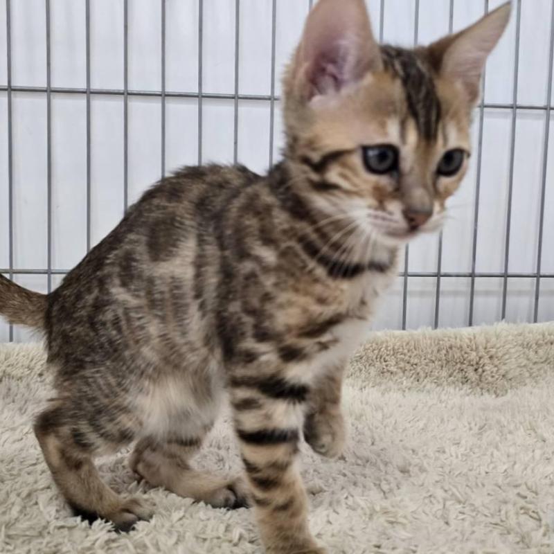 販売中の栃木県のベンガル-137194の4枚目