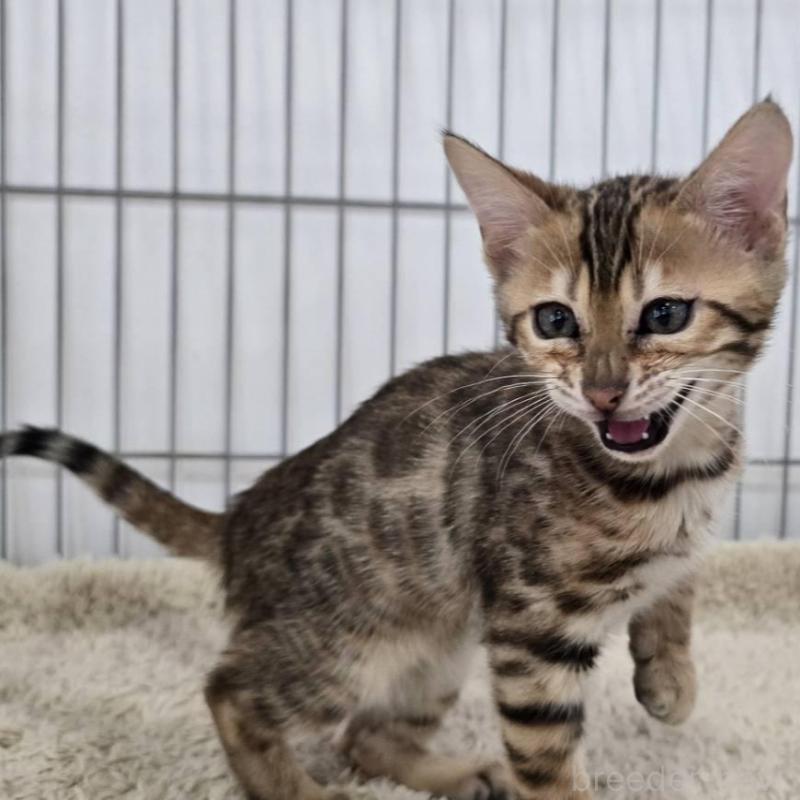 販売中の栃木県のベンガル-137194の3枚目