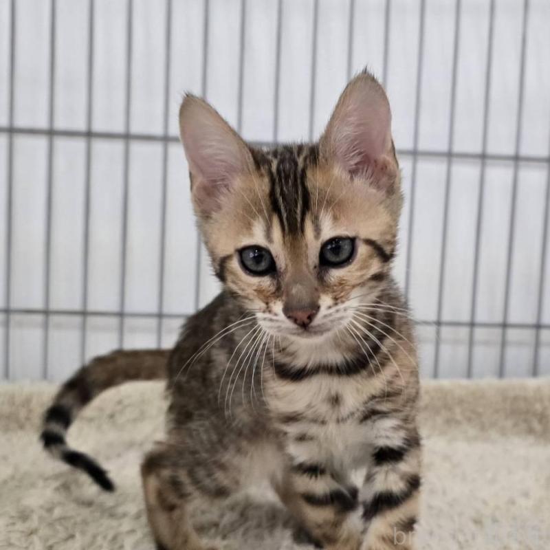 販売中の栃木県のベンガル-137194の2枚目