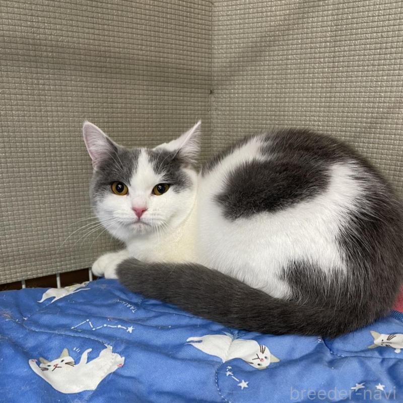 販売中の鳥取県のブリティッシュショートヘア-137198の1枚目